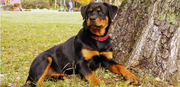 American Rottweiler