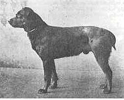 Rottweiler history