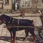 Rottweiler History