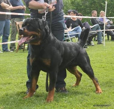 German Rottweiler pictures