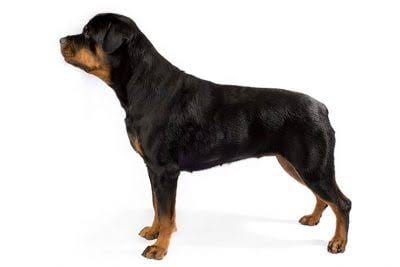 American Rottweiler vs German Rottweiler pictures