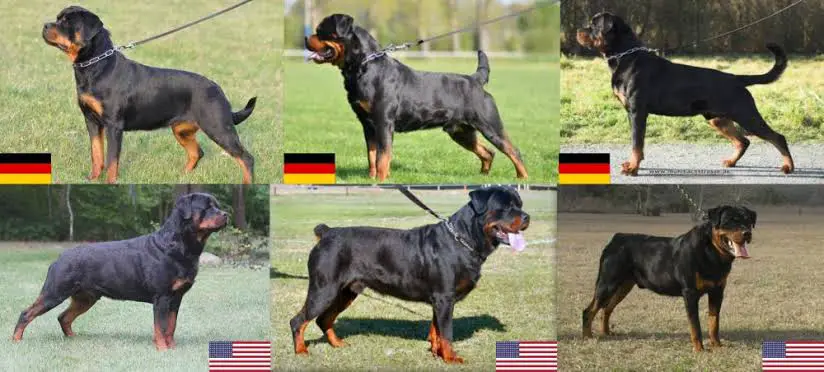 American Rottweiler vs German Rottweiler pictures