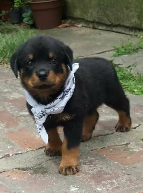 baby Rottweiler
