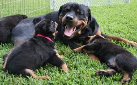 rottweiler aggresion