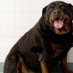 Big Rottweiler