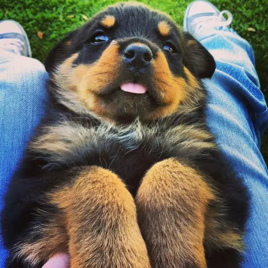 baby Rottweiler