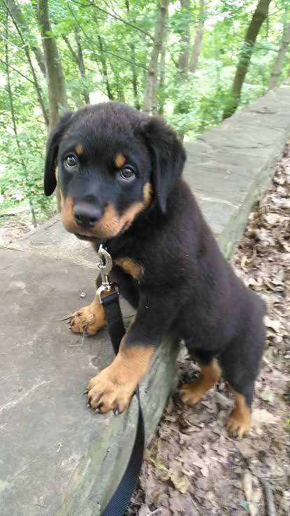 baby Rottweiler