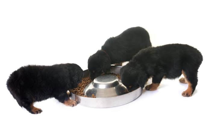 best food for rottweiler puppy