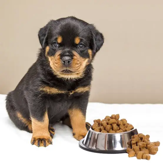 best food for your rottweiler puppy