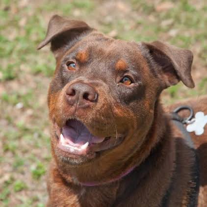 red rottie fun facts about rottweilers