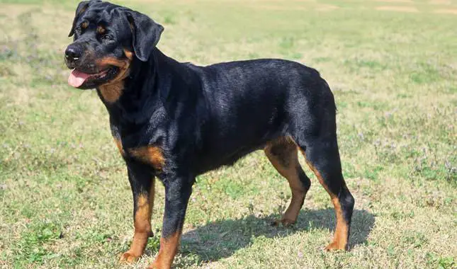fun facts about rottweilers