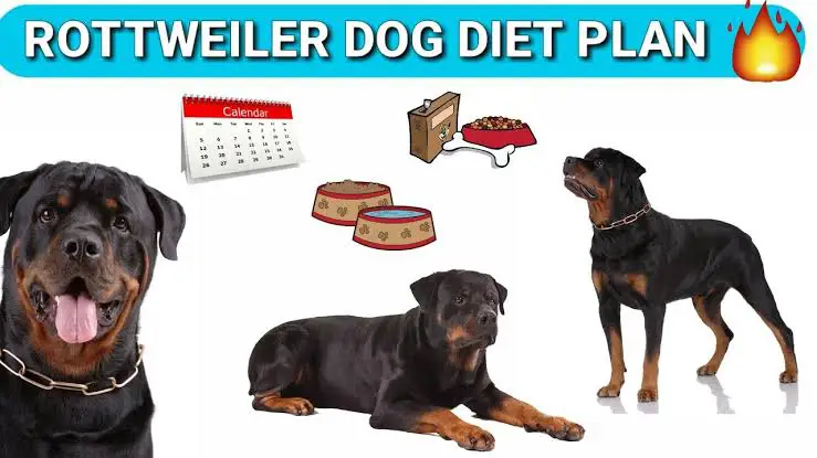 diet of your rottweiler