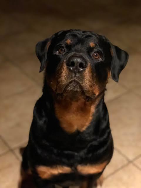 Moody Temperament Of A Rottweiler