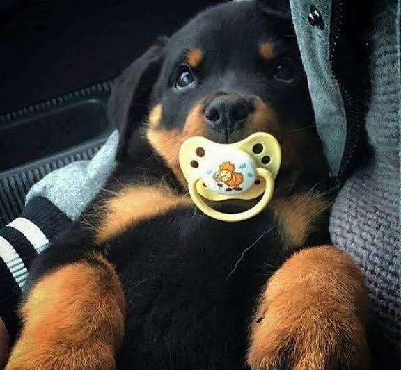 baby rottweiler dog