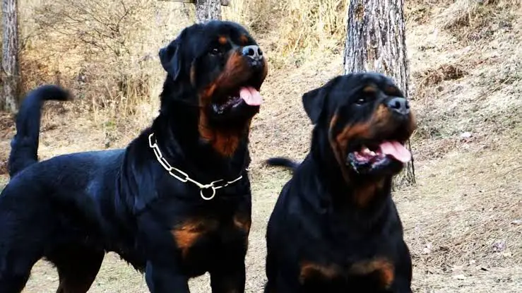 female rottweiler