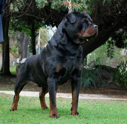 german rottweilers