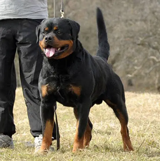 german rottweilers aggression