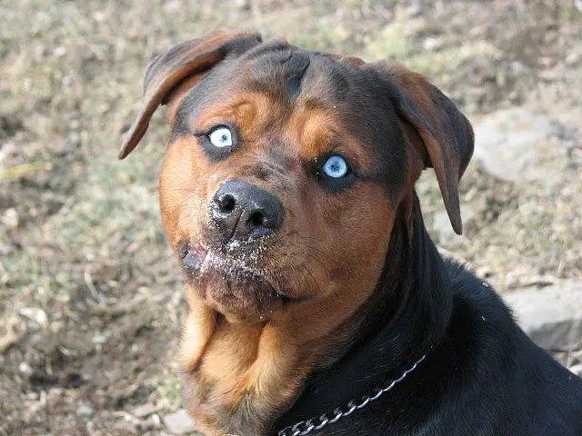 blue eyed rottweiler