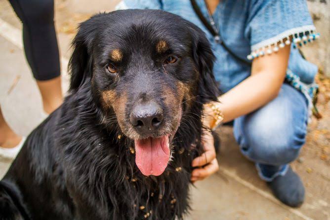 rottweiler shedding change of season