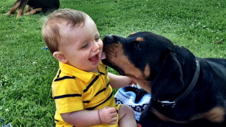 baby Rottweiler