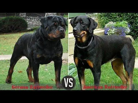 German Rottweiler vs. American Rottweiler