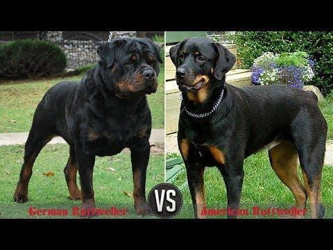 difference between german and american rottweiler