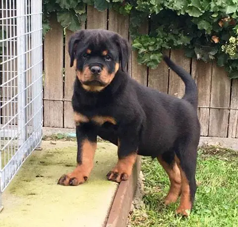 Rottweiler Female Growth Chart