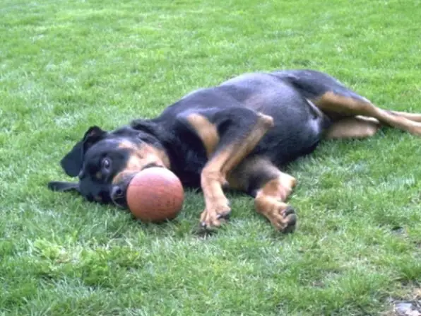 rottweiler photographs ball playing