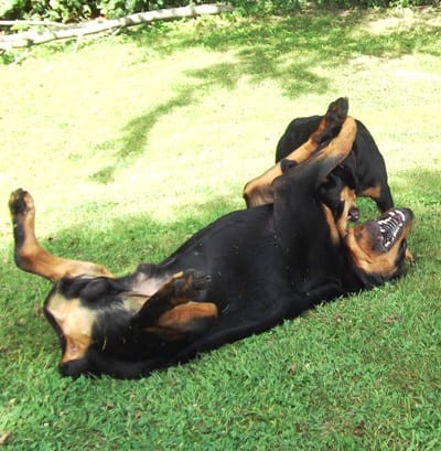 rottweiler photographs with child rottie