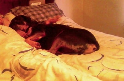 rottweiler photographs sleeping