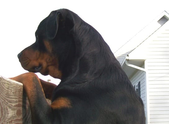 rottweiler photographs peering