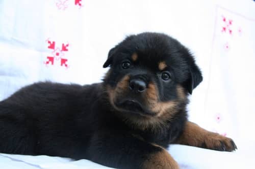 rottweiler for sale craigslist