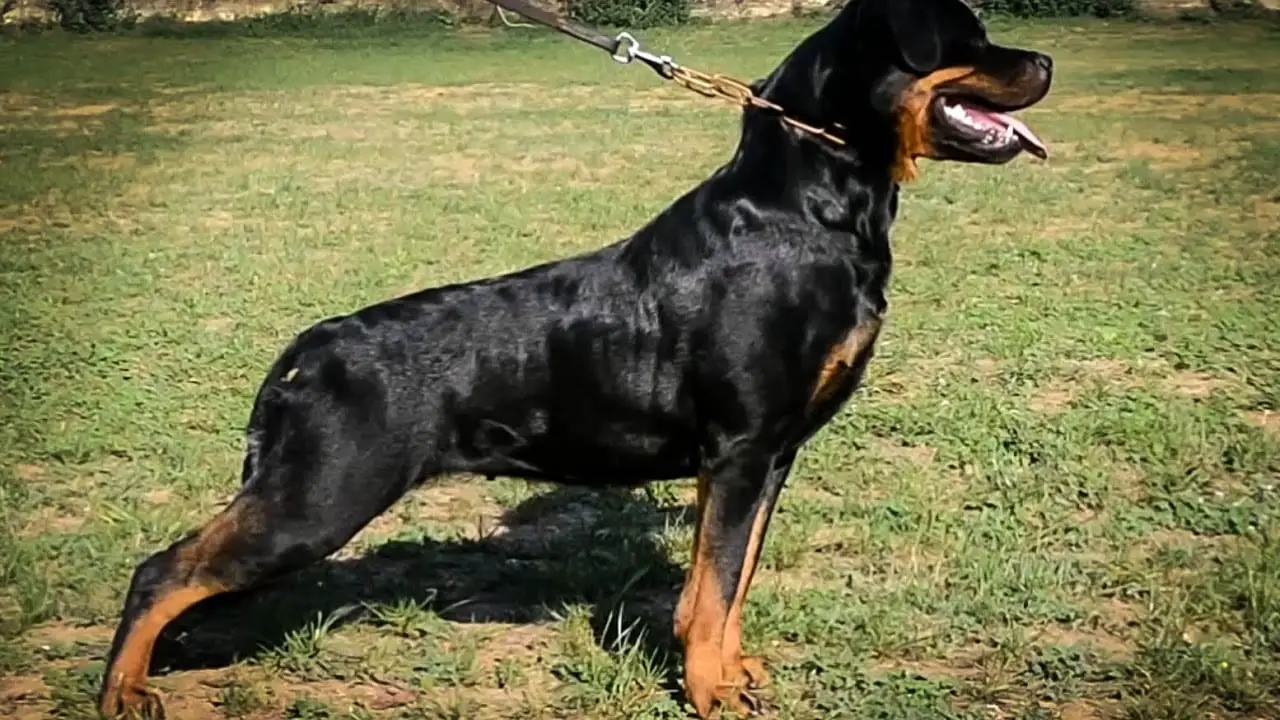 female Rottie