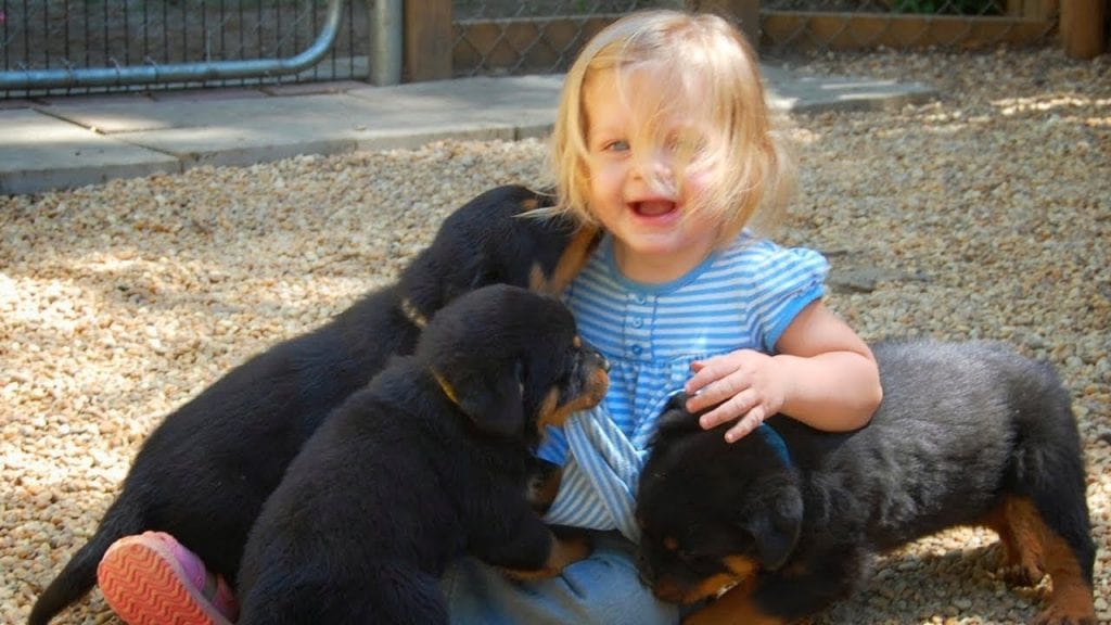 A Well-Trained Rottweiler Dog Makes For A Safe Family 2 Rottweiler