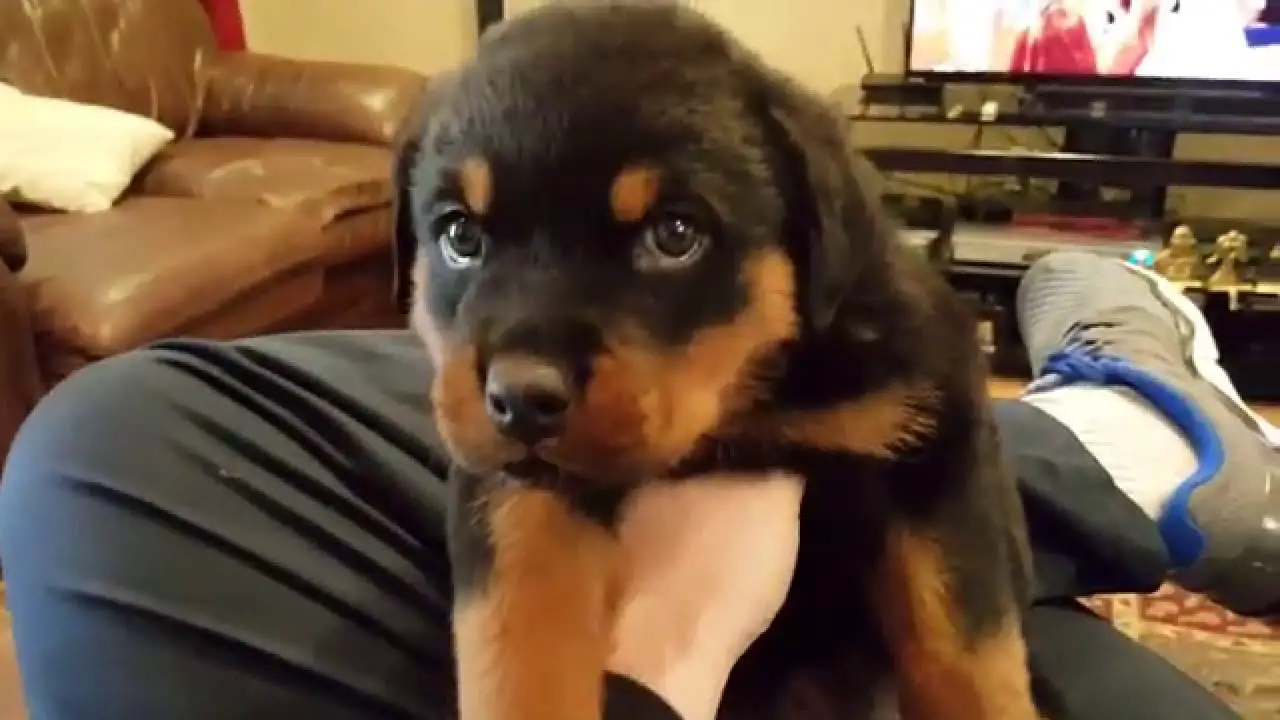 Rottweiler puppy