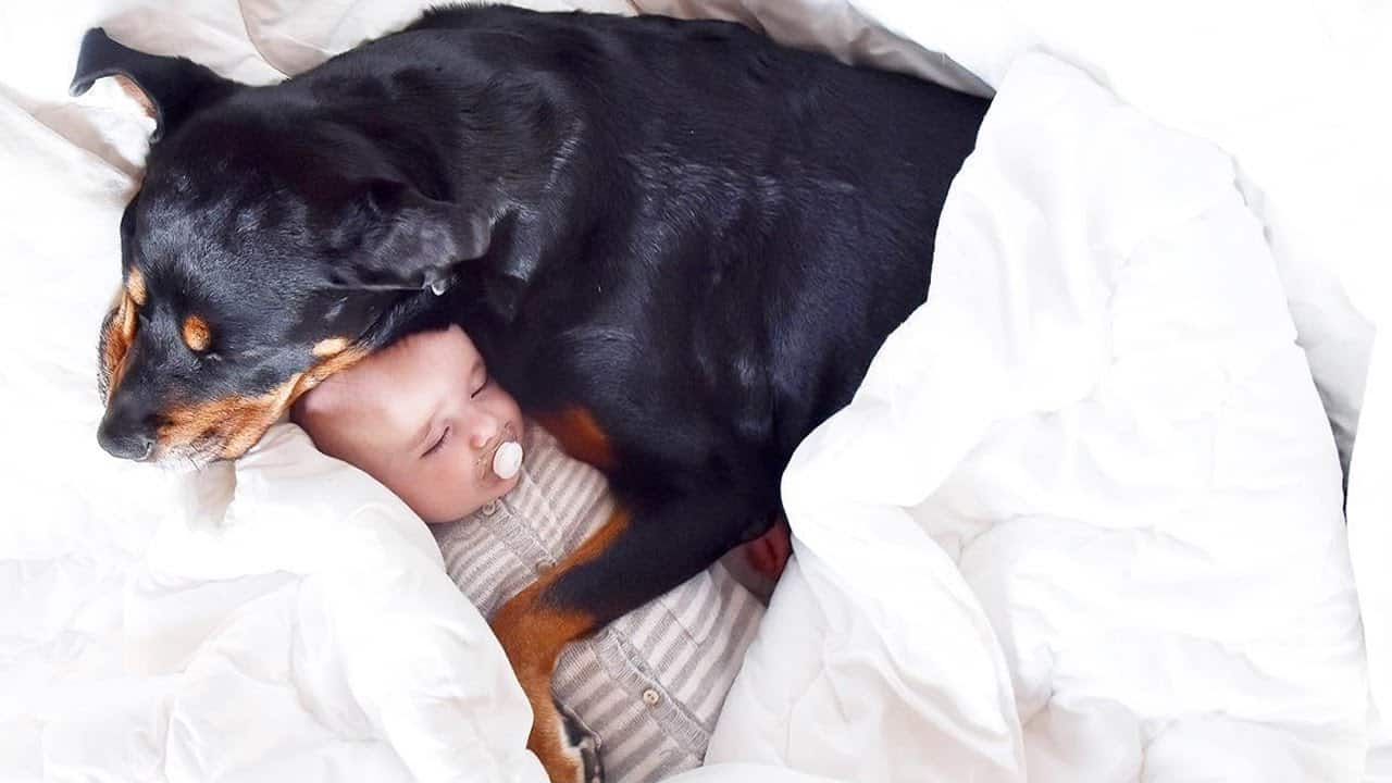 Rottweiler-baby interaction