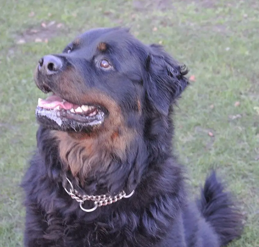 long-haired Rottweiler