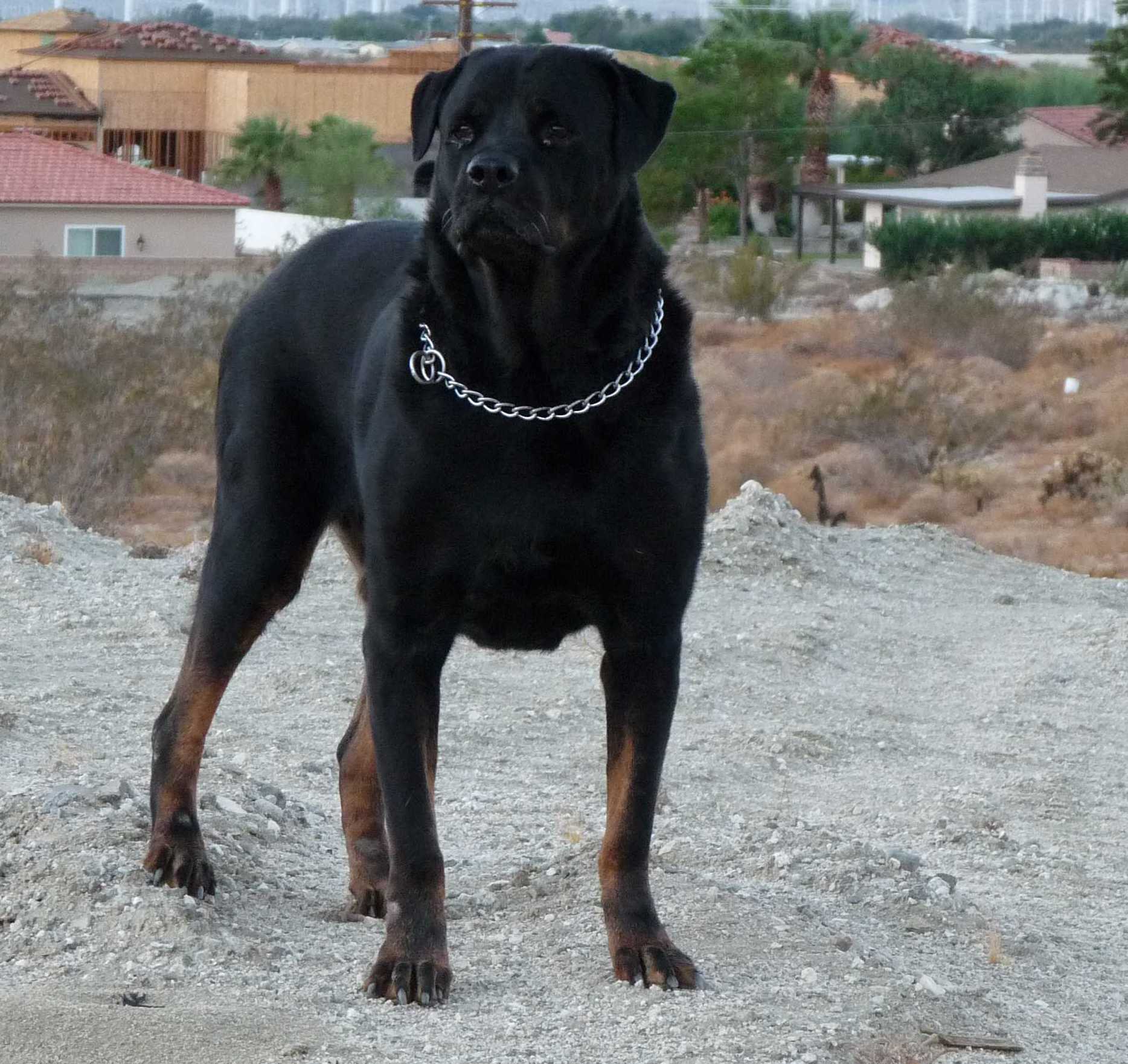 black rottie