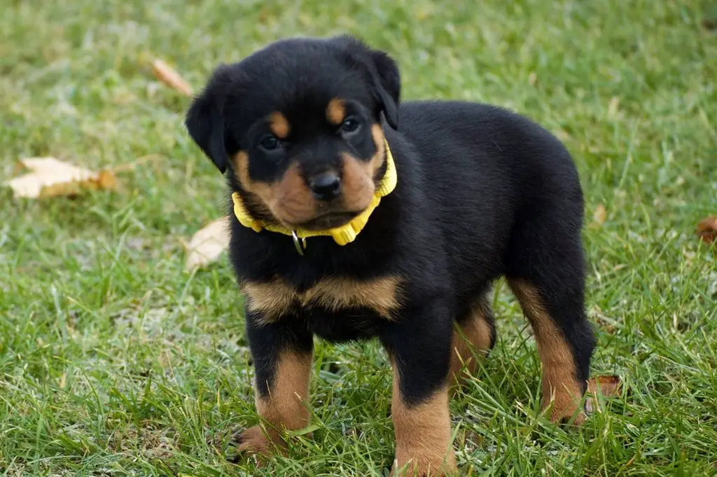 Rottweiler puppy