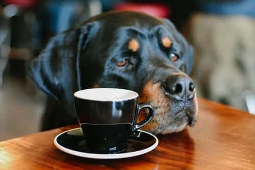 healthy diet for your Rottweiler