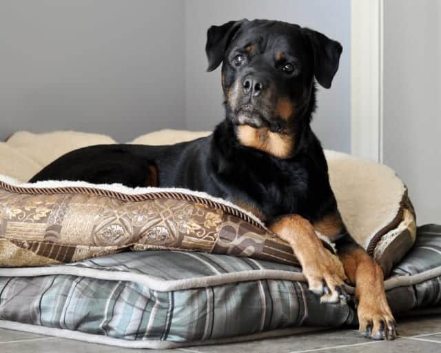 Rottweiler on furniture