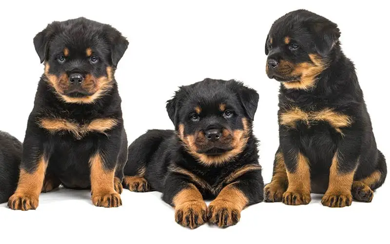 rottweiler puppies for adoption