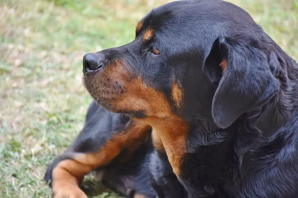 rottweiler colors