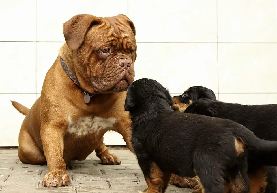 6 weeks old rottweiler