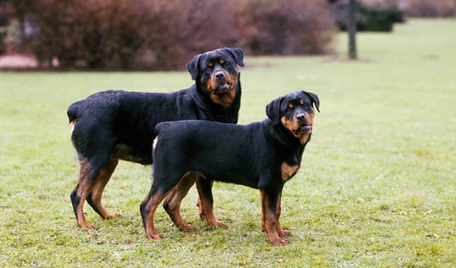 small rottweiler