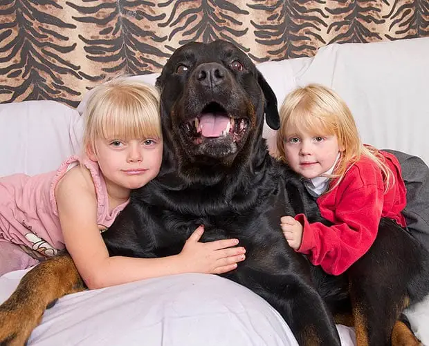 rottweiler-children