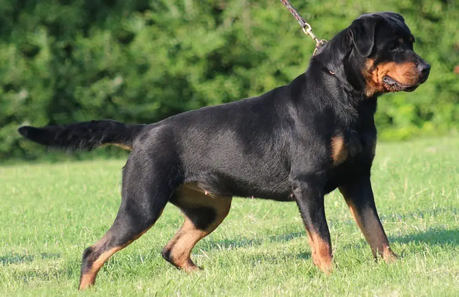 large rottie