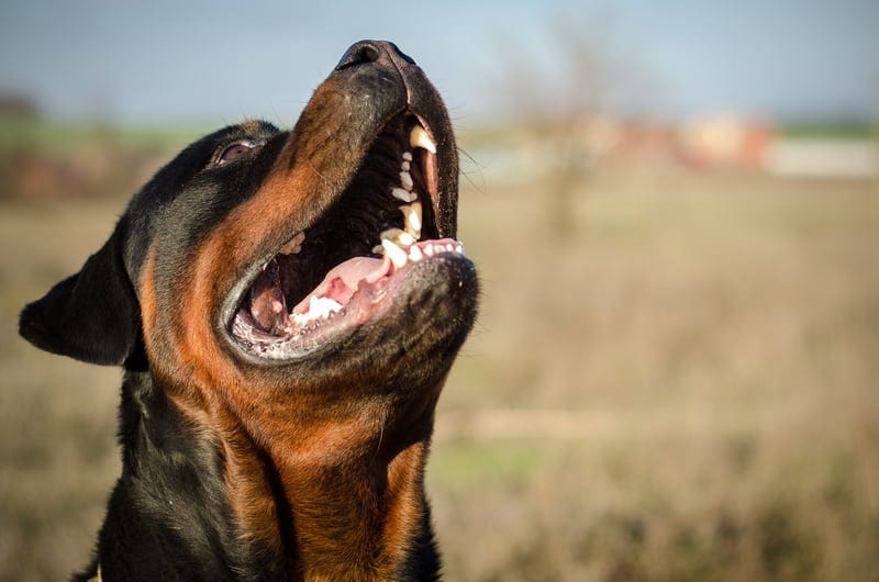 barking rottie