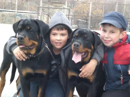 Red Rottweiler family dogs
