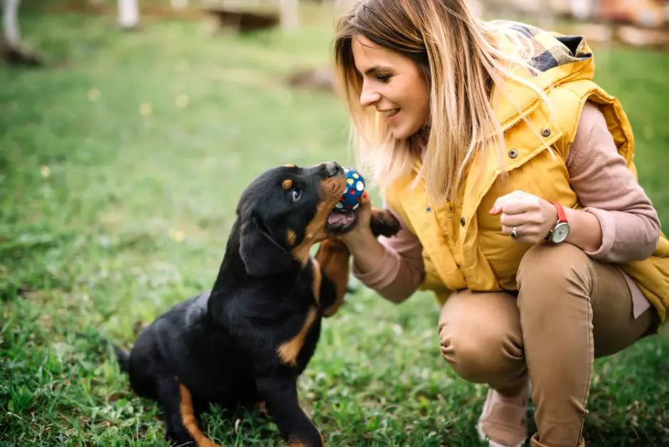 train Rottie